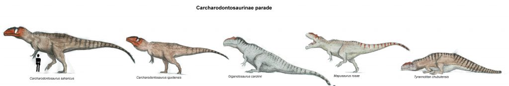 Jonas Hakkens - Carcharodontosaurinae parade