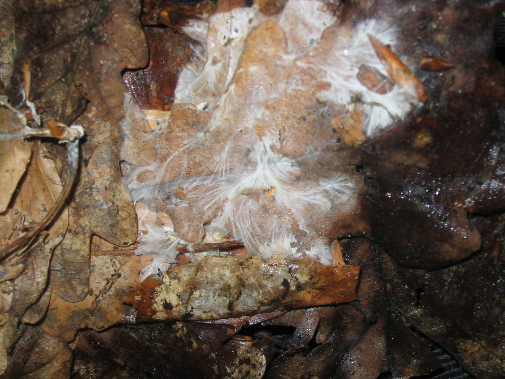 extant-mycelium-on-dead-live