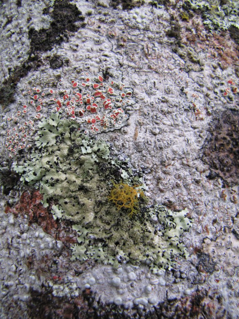 lichensierrabrigadeiros2