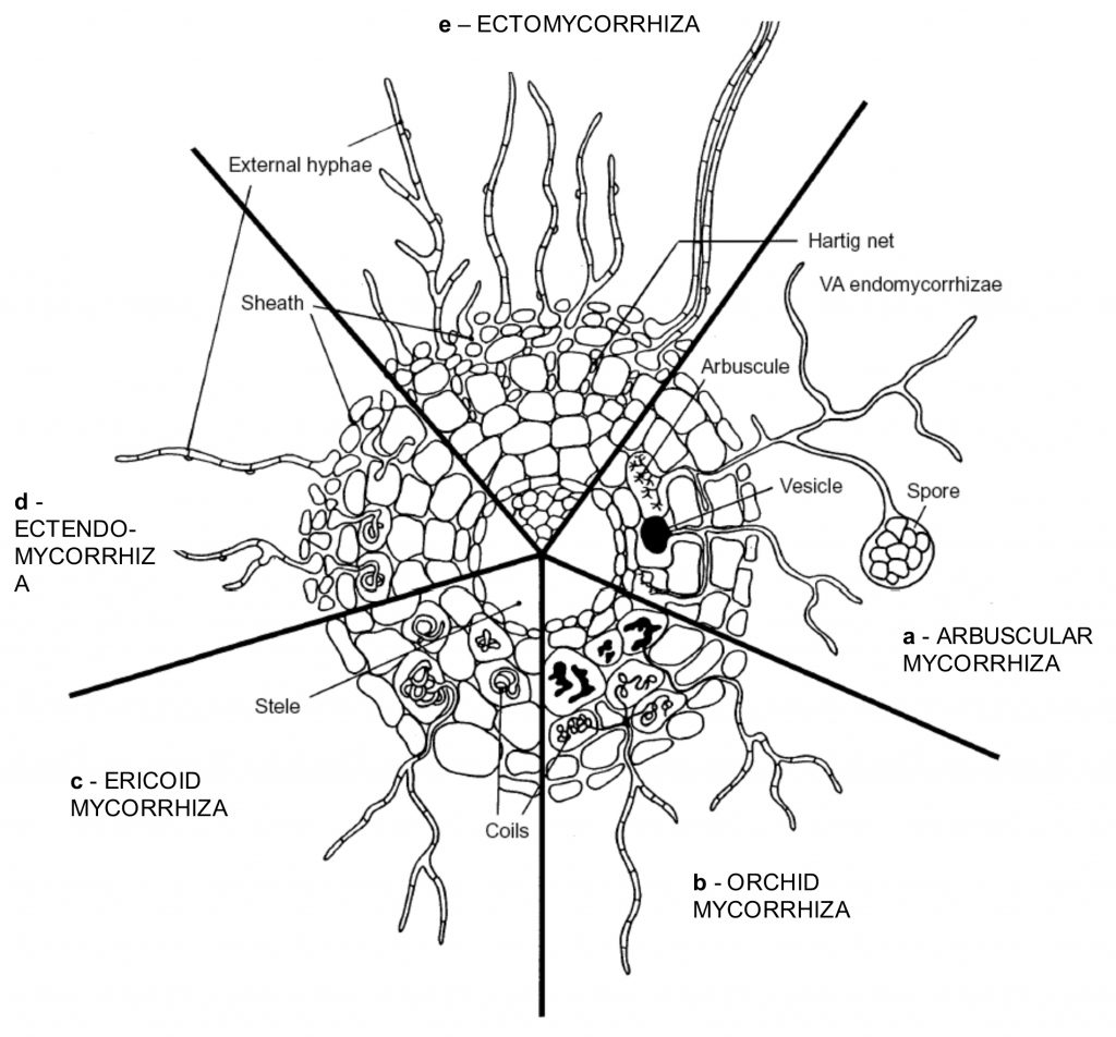 main-types-of-extant-mycorhizae