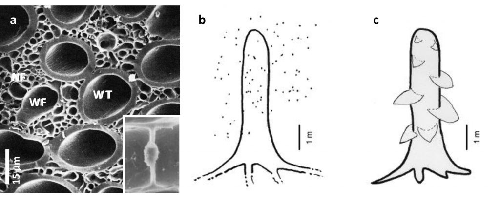 prototaxites-copie