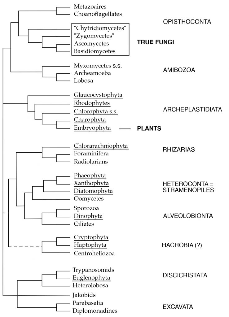 tree-of-eukaryotes