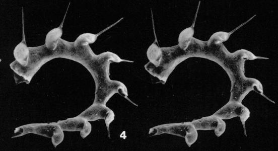 fig-4-cyrtograptus-sakmaricus-stereogram-lenz-and-melchin-1989