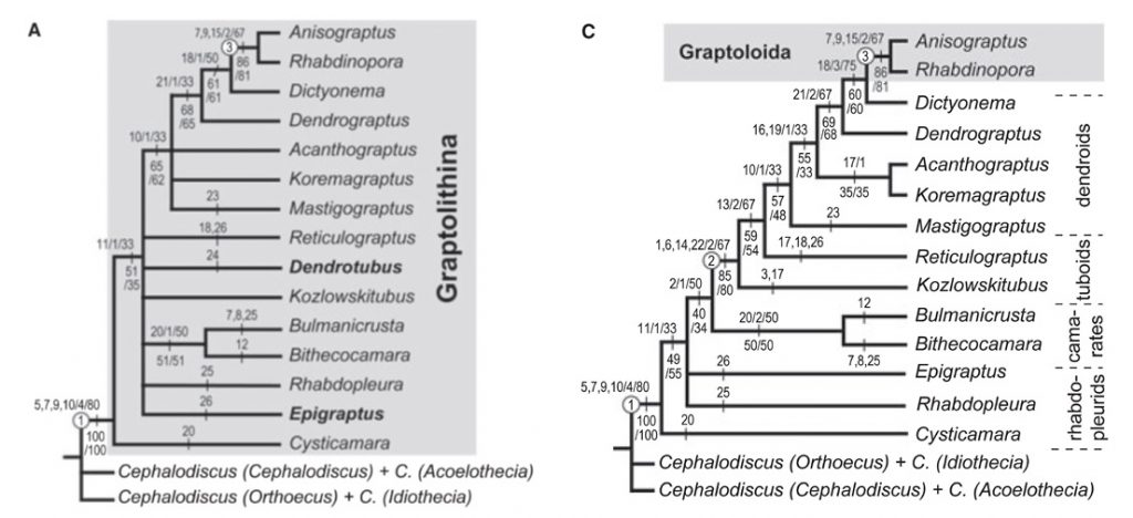fig2-graptolite-phylogenies-ac-from-mitchell-et-al-2013