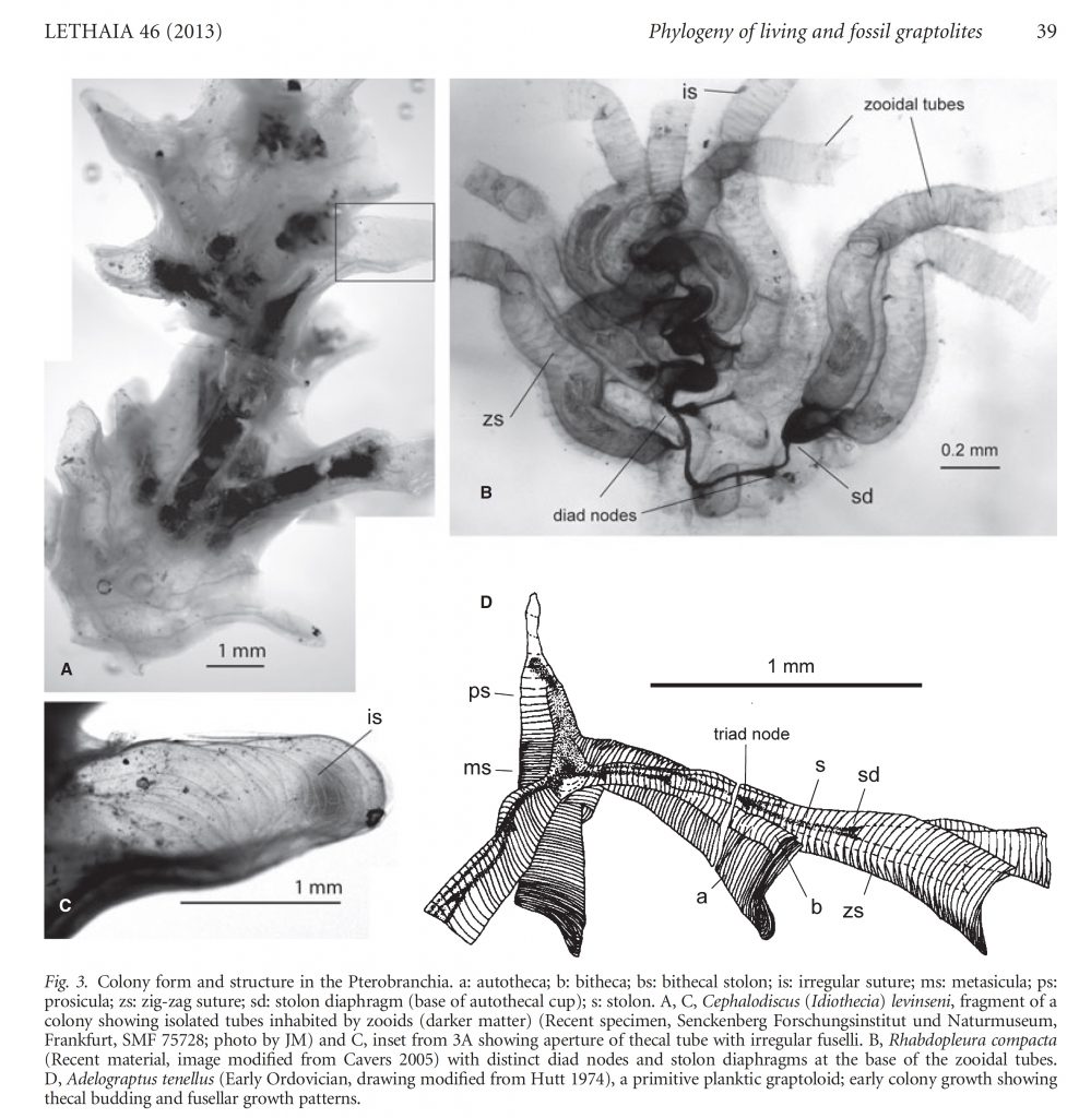 fig3-cephalodiscus-versus-graptolithina-construction-from-mitchell-et-al-2013