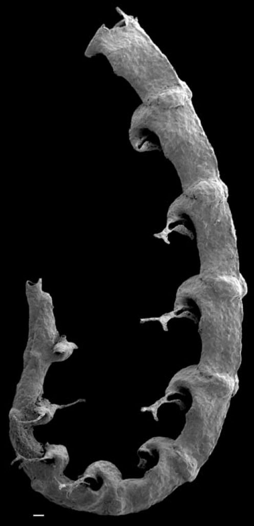 figure-10-pseudostreptograptus-williamsi-from-loydell-and-maletz-2004