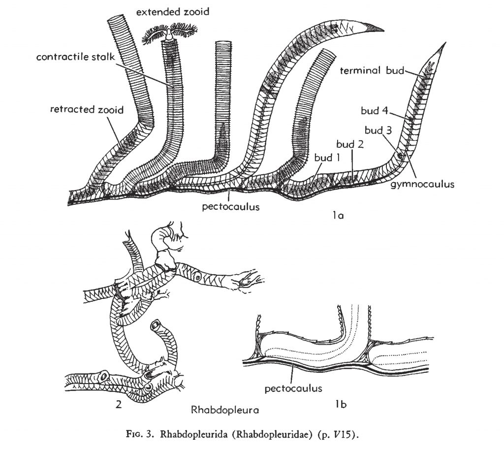 figure-13-bulman-1970-rhabdopleura