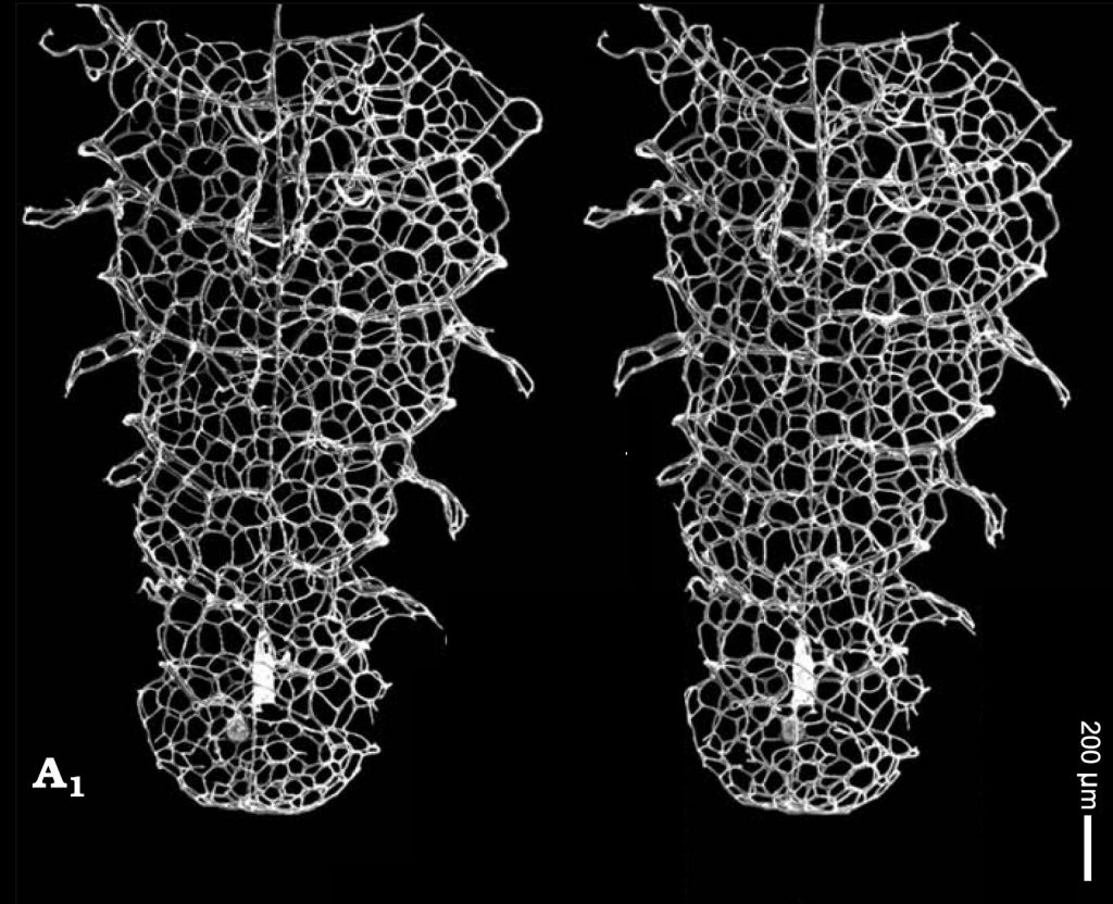 figure-5-pileograptus-stereogram-lenz-and-kozlowska-2007