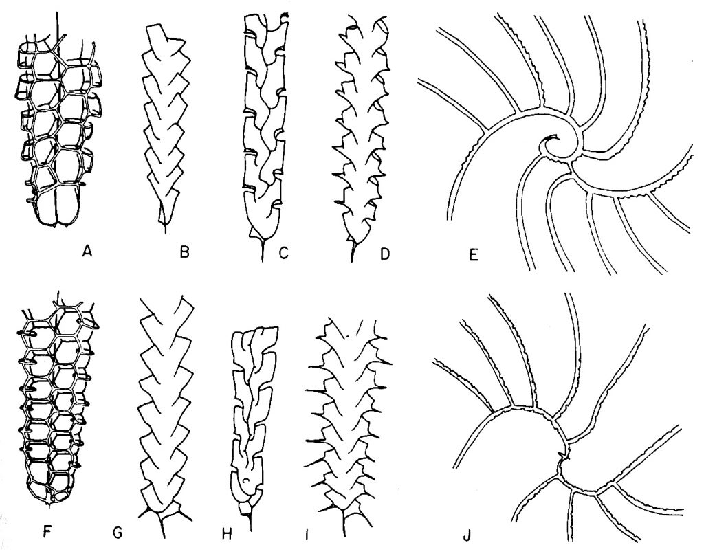 figure-6-mitchell22