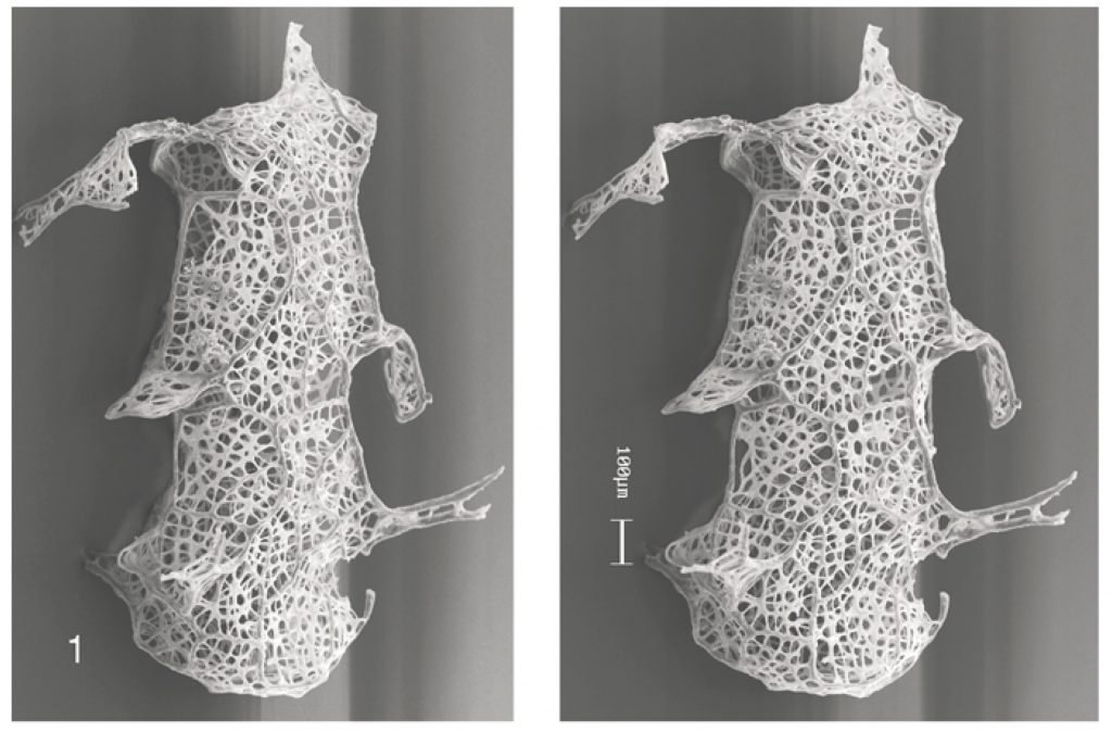 figure-7-neogothograptus-alatiformis-b-lenz-kozlow-2004