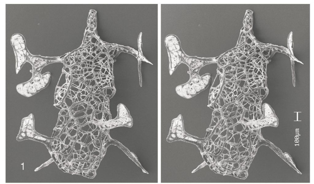 figure-8-neogothograptus-alatiformis-c-lenz-kozlow-2004