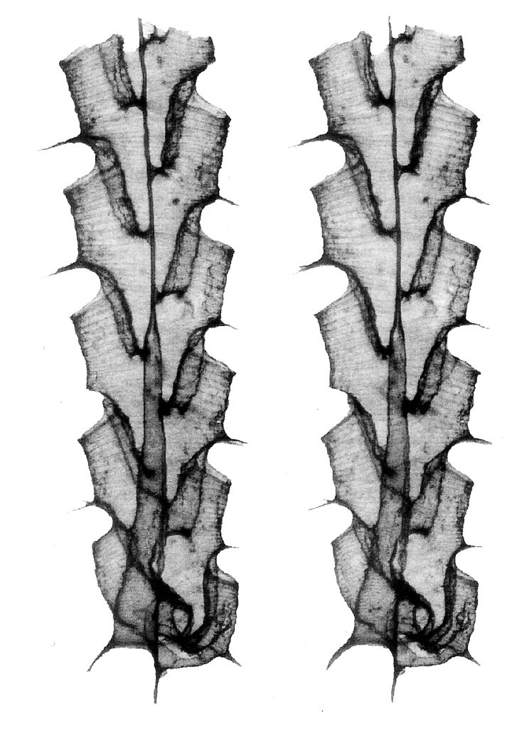 figure-9-kimi-stereo-pair