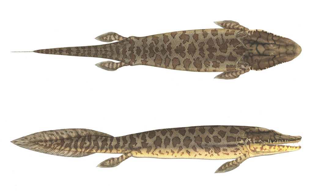 [Image: Tiktaalik-roseae.reconstruction-e1501532...24x631.jpg]