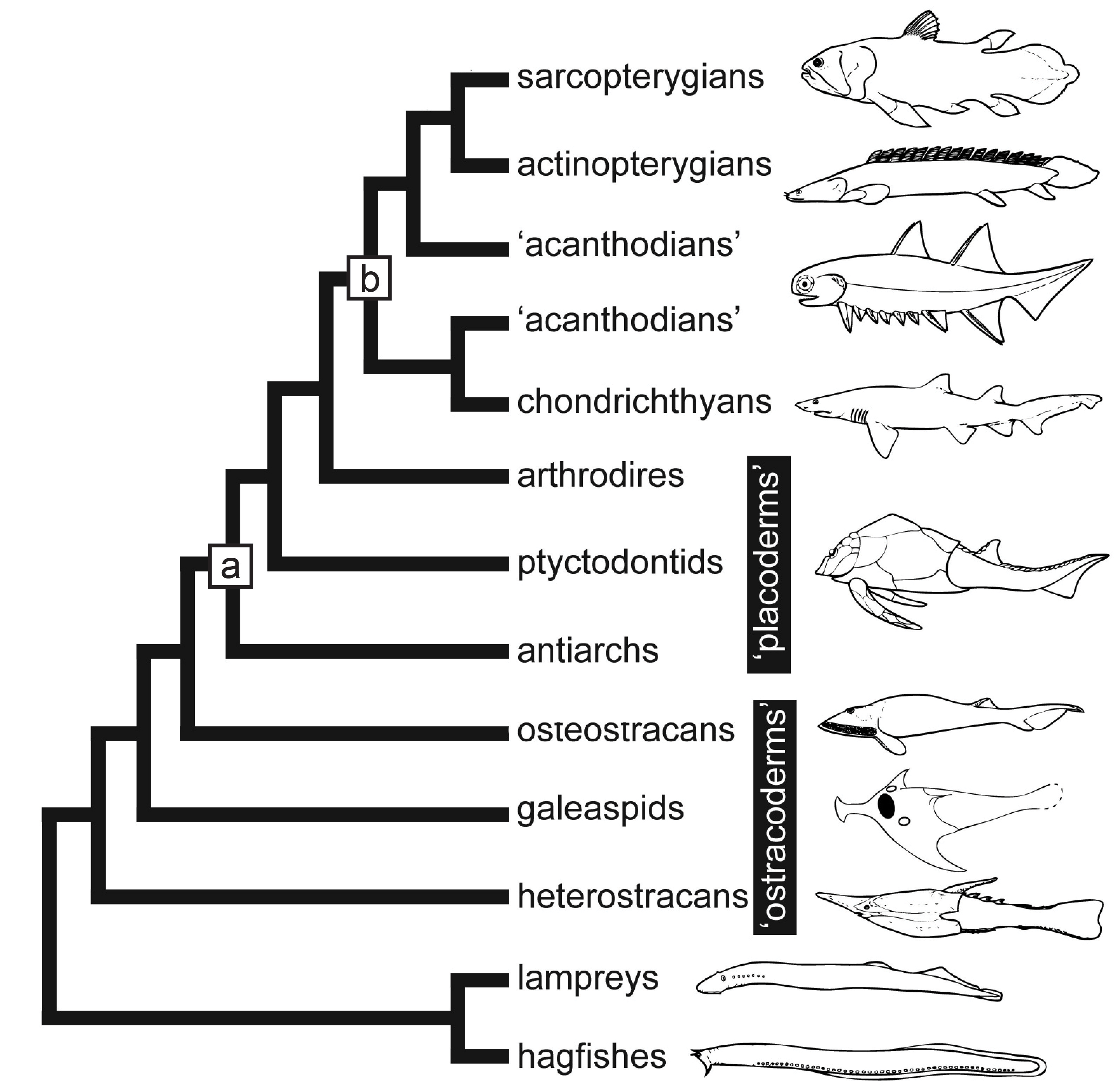 Palaeocast  Palaeontology podcasts