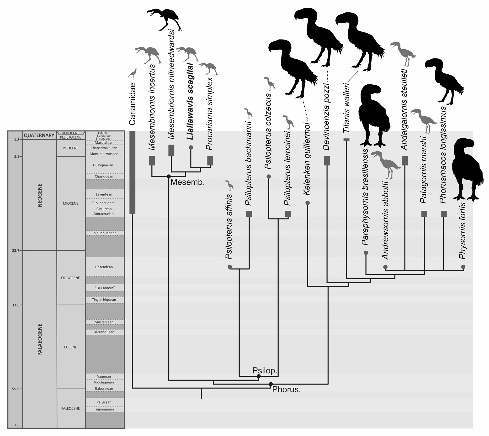 Мое перерождение в древо эволюции 181. Эволюция птиц. Эволюция динозавров в птиц. Происхождение птиц схема. Ветвь эволюции птиц.