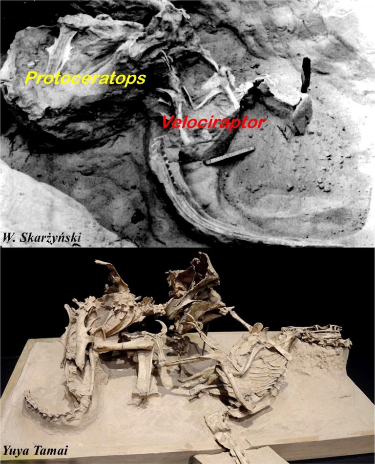 fighting dinosaurs fossil