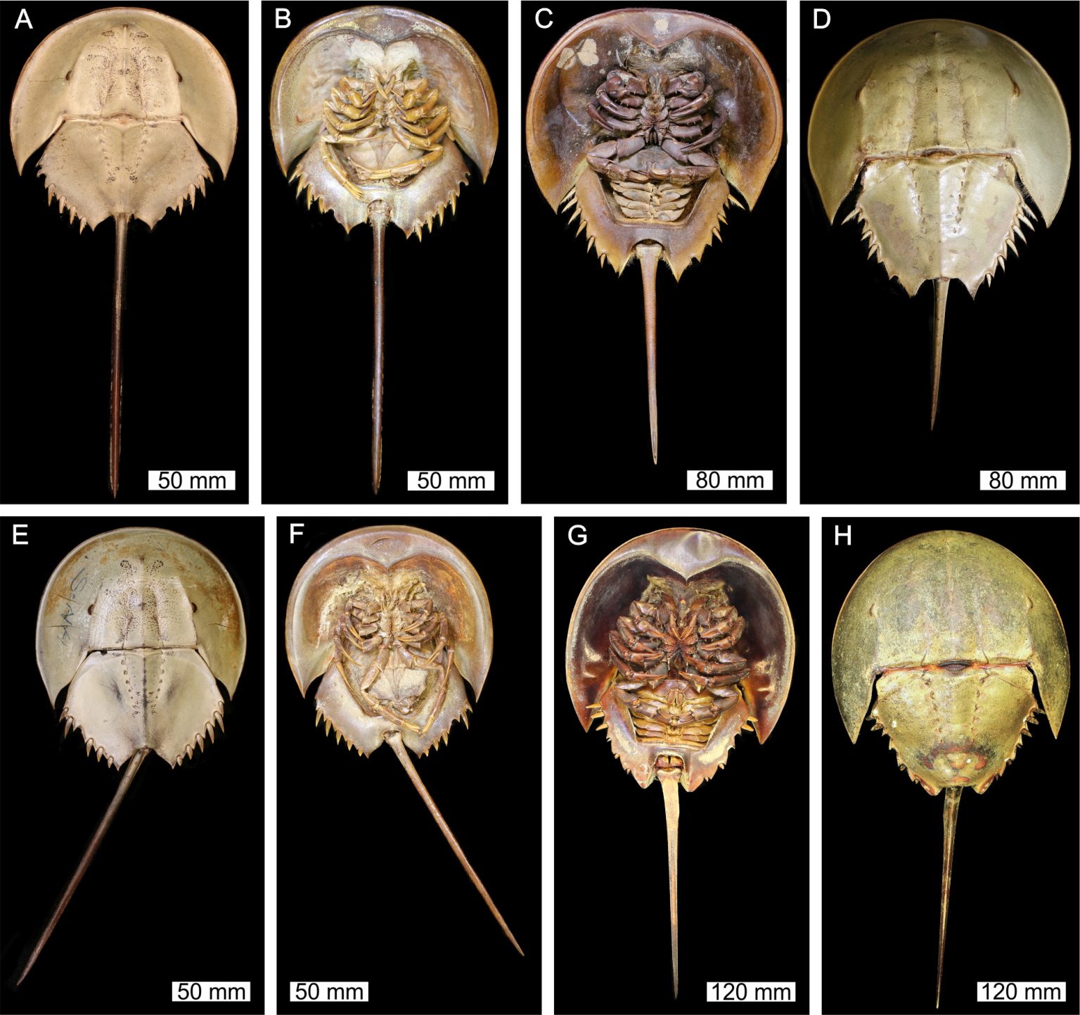 Palaeocast Palaeontology podcasts