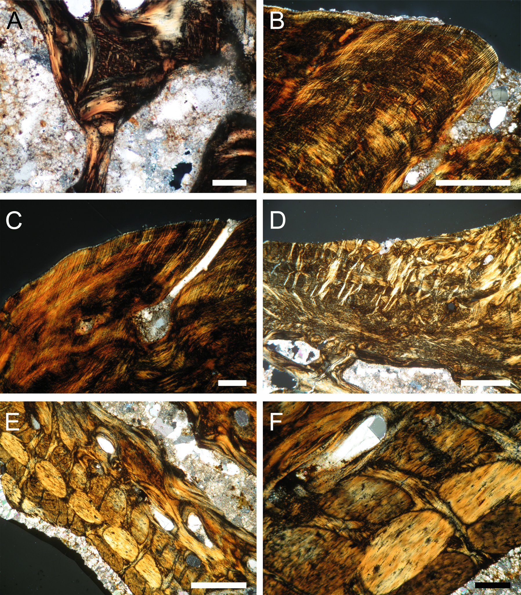 Osteoderms Bulletproof Palaeocast | Palaeontology podcasts
